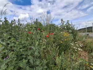 c51e3140-8878-4949-9da7-8f2de72dd7ff 2